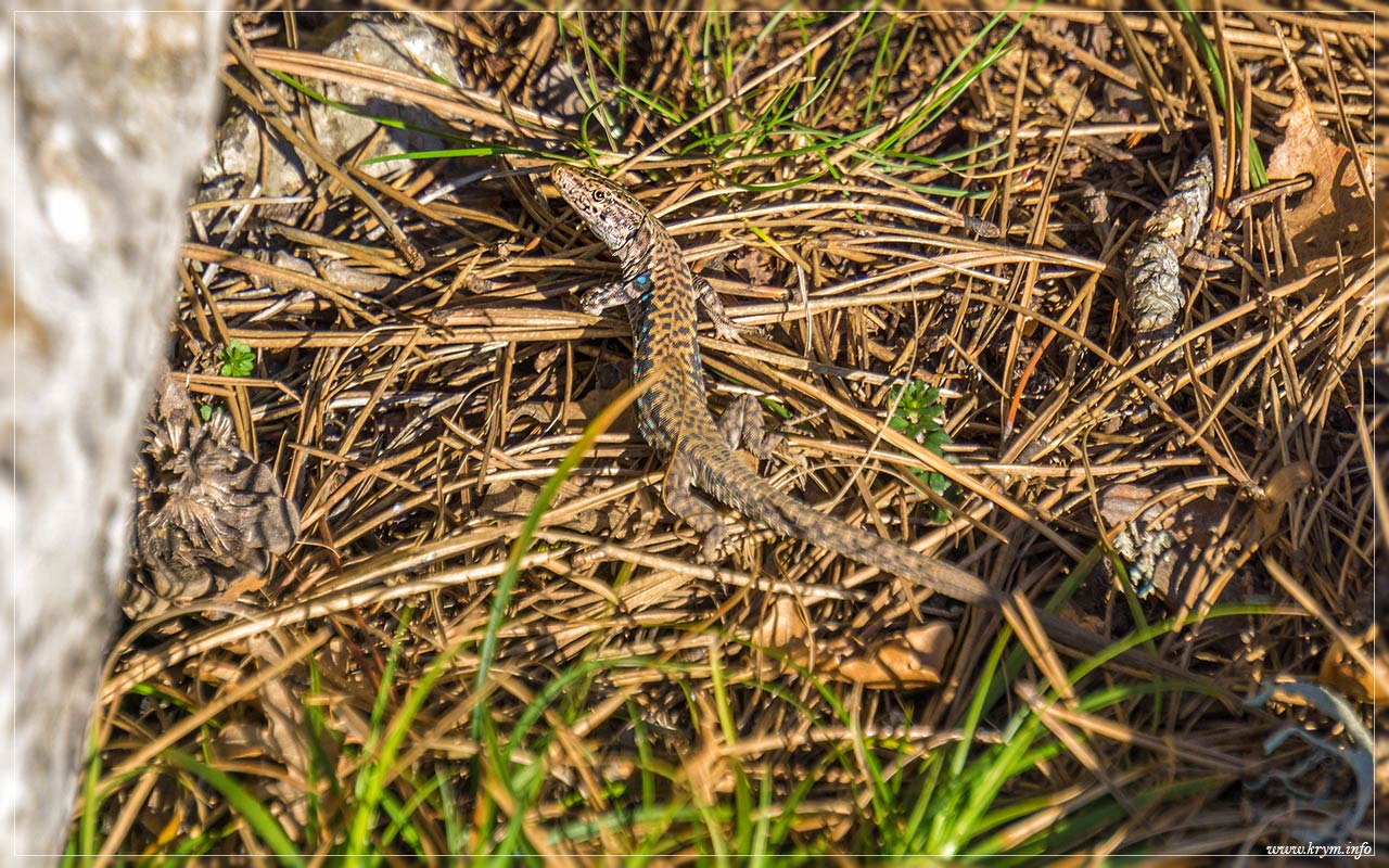 ���� ����: �������